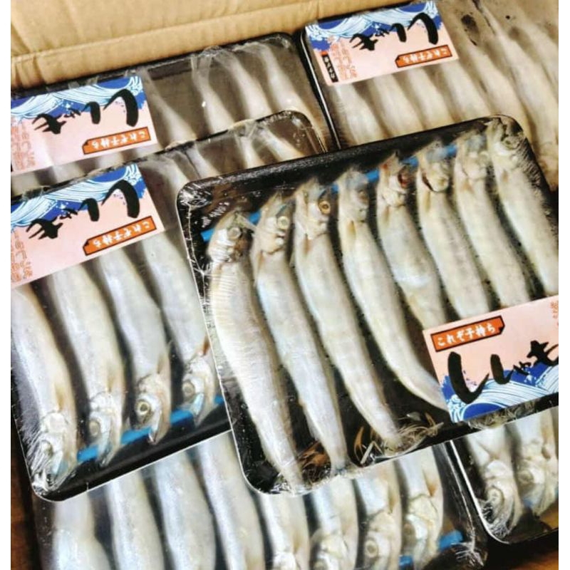 

IKAN SHISAMO / IKAN CIPUNG