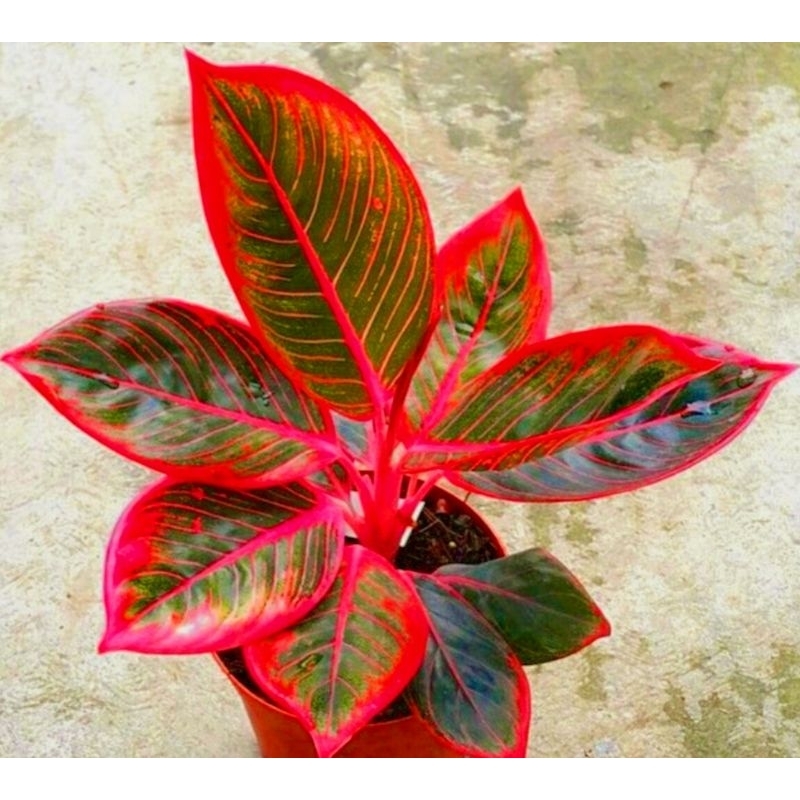 ( BISA COD ) Aglonema Red Lipstik Merah Mutasi Tanaman Hias Aglonema Aglaonema Red Lipstik / Siam Au