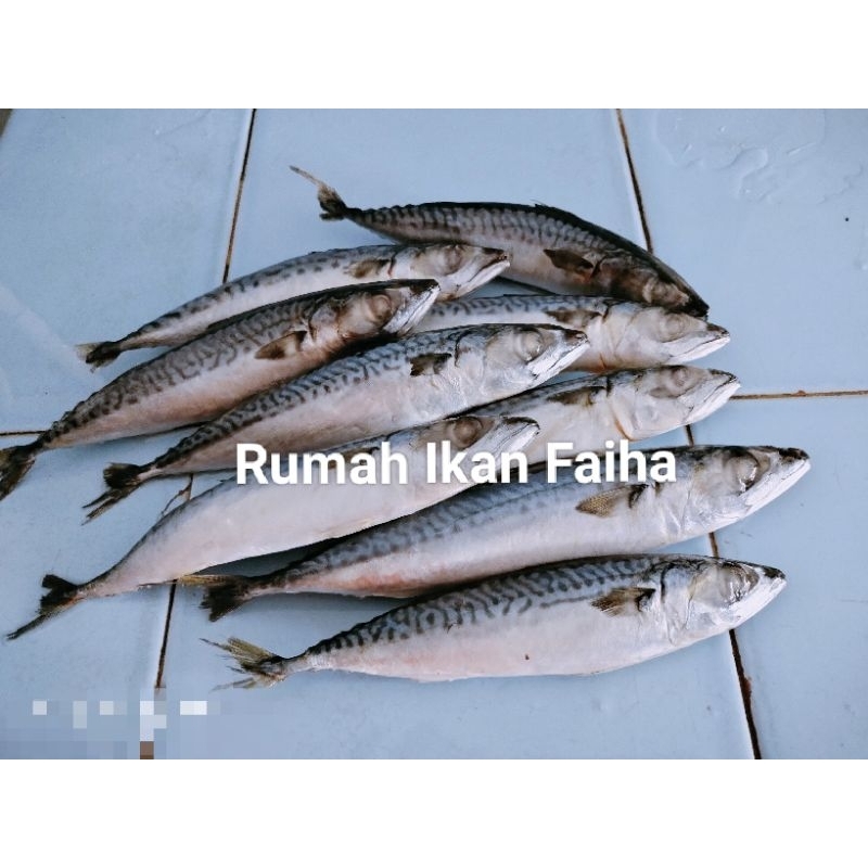 

Ikan Makarel / Salem Segar Beku 1kg