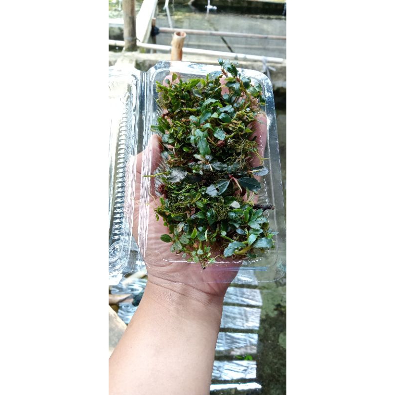 Buce super mini tanaman Aquascape