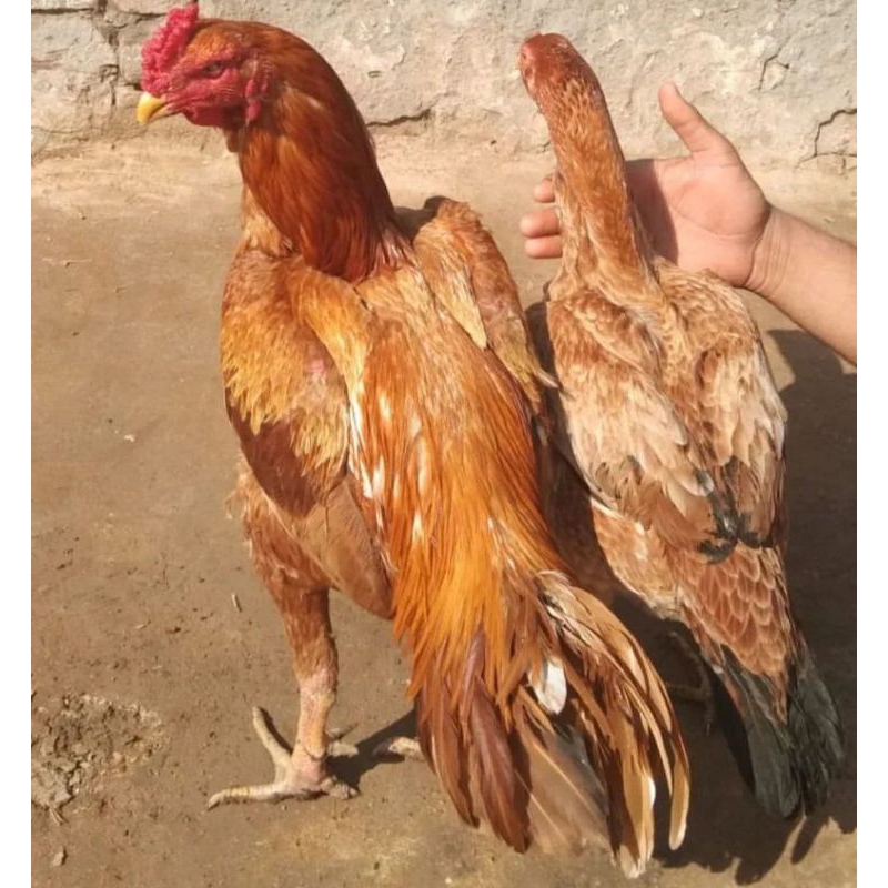 

Jual Telur Ayam Ak30 Paket 5 Butir