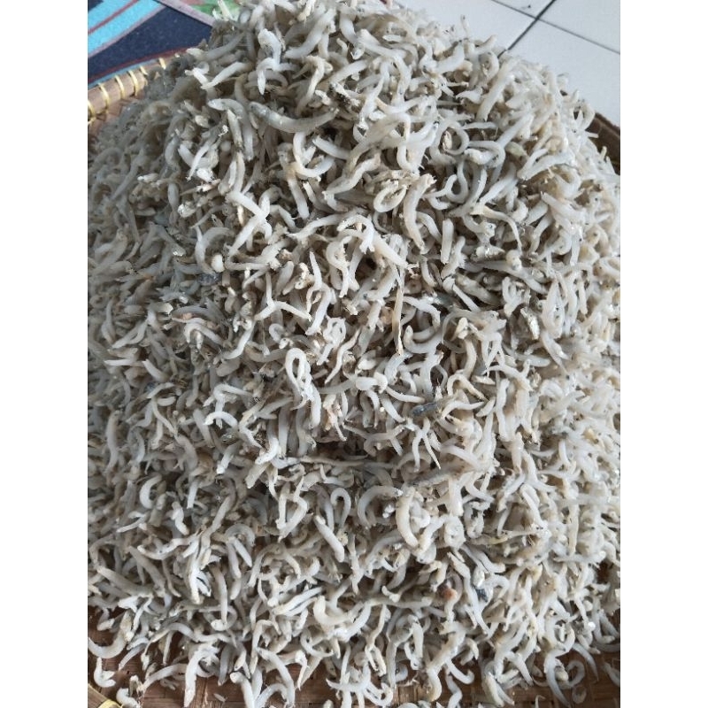 

TeritaugeSupersantik