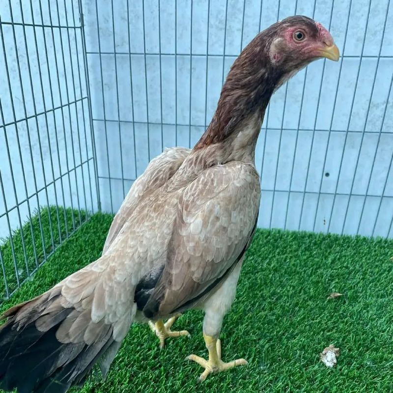 

Jual Telur Ayam Ak30 Paket 5 Butir