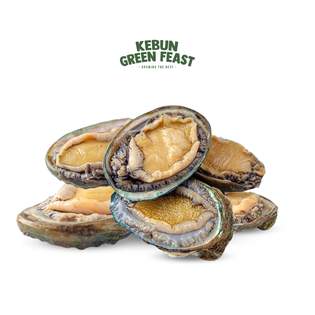 

Kerang Abalon Frozen - Seafood - Kerang Laut