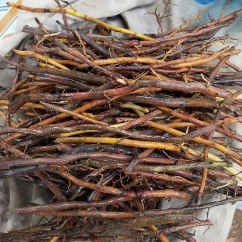 

AKAR AREN/KAWUNG FRESH 250 GR