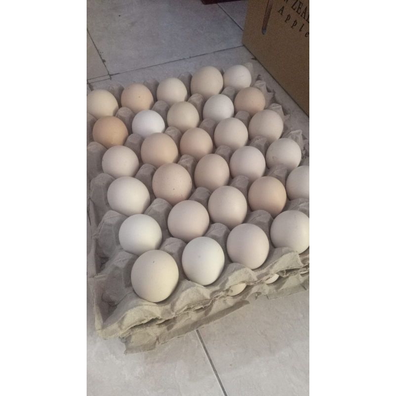 

telor ayam kampung omega3 organic