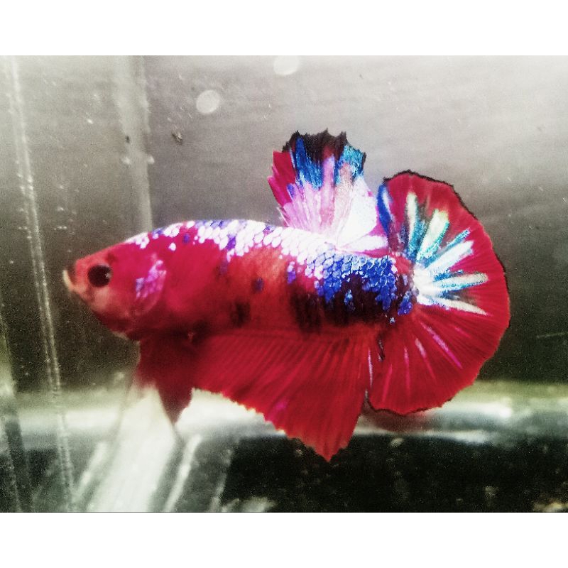 Ikan Cupang plakat Hellboy Jantan size M+