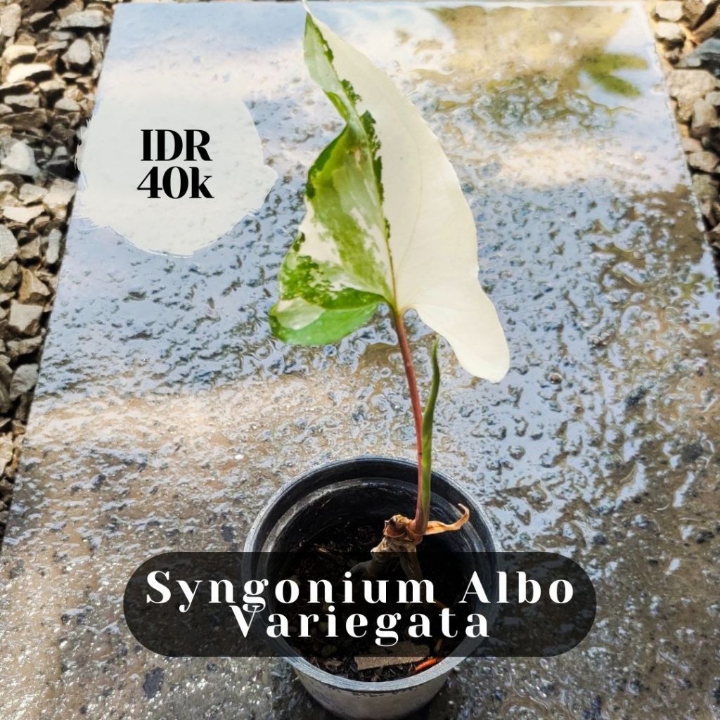 Syngonium Albo Variegata
