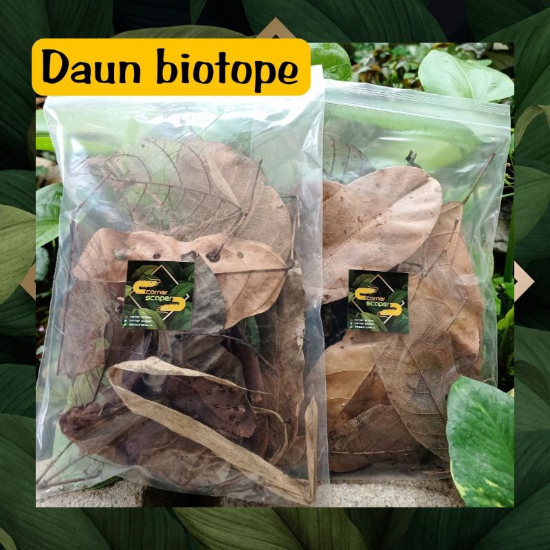 Daun biotope