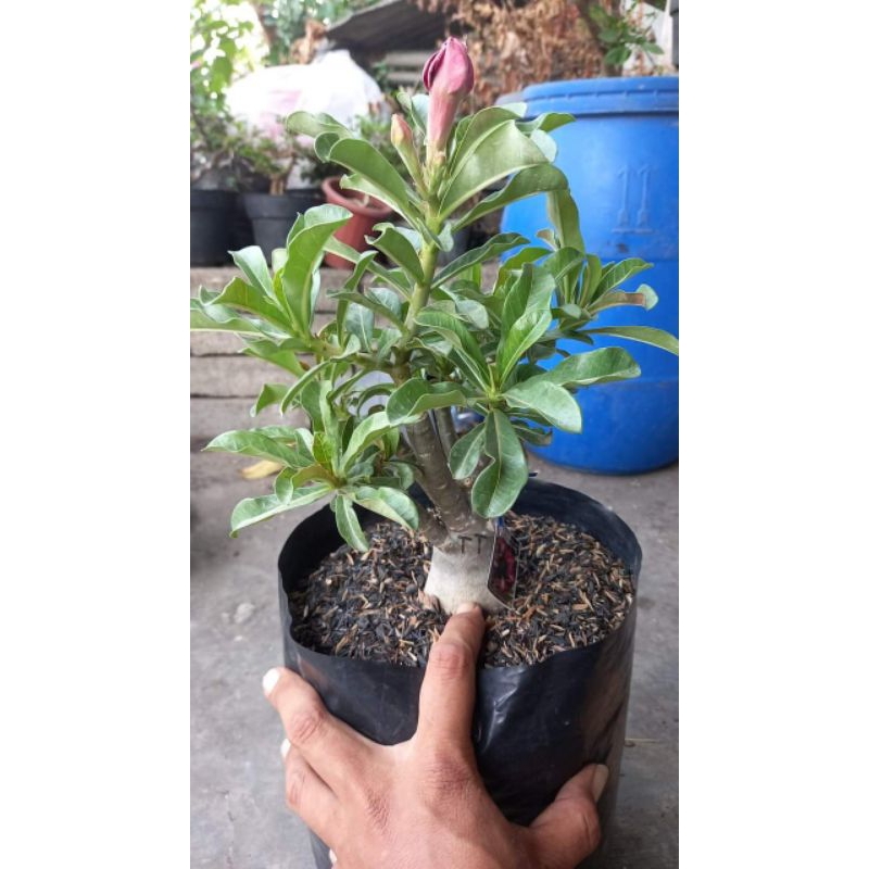 adenium bunga tumpuk size C tanpa media tanam