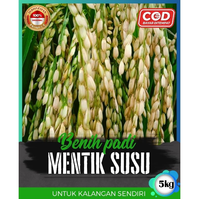 benih padi mentik wangi susu 5kg