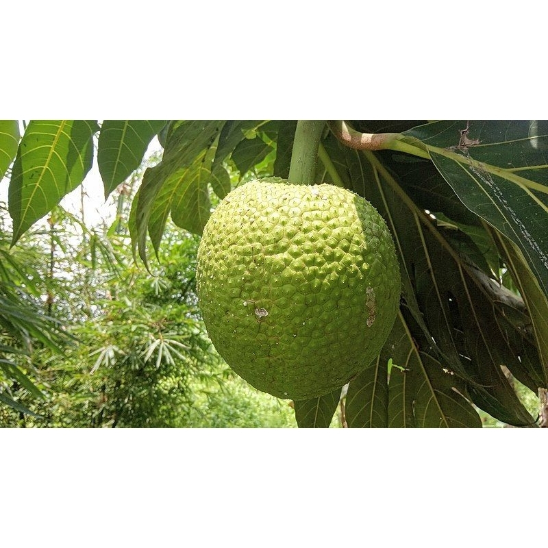 

SUKUN