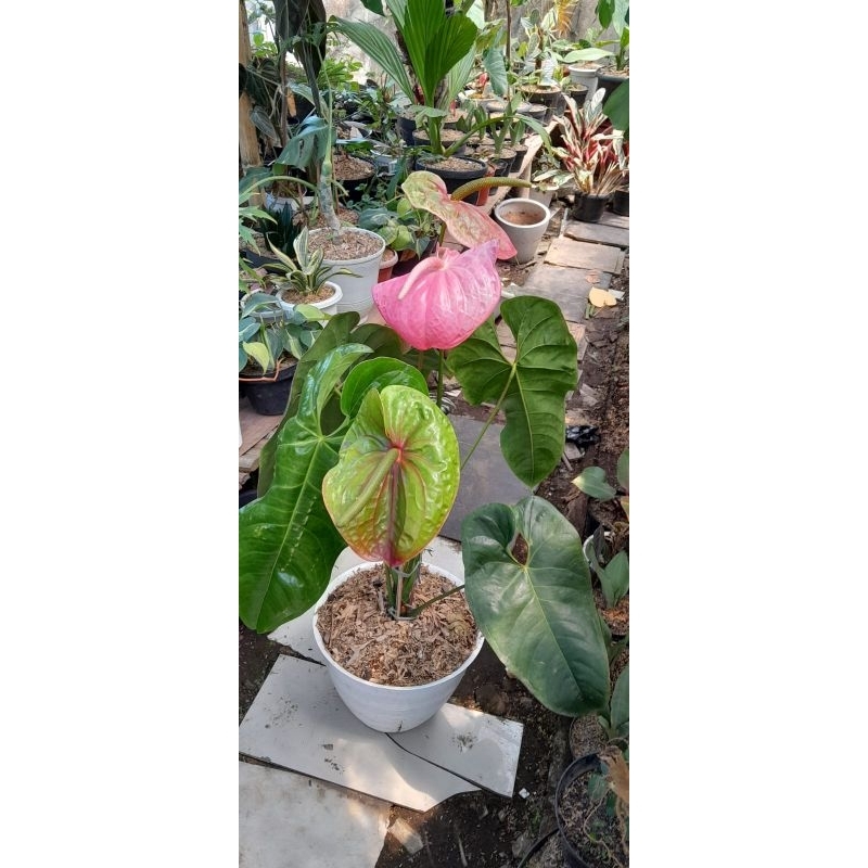 Tanaman Hias Anthurium Presiden