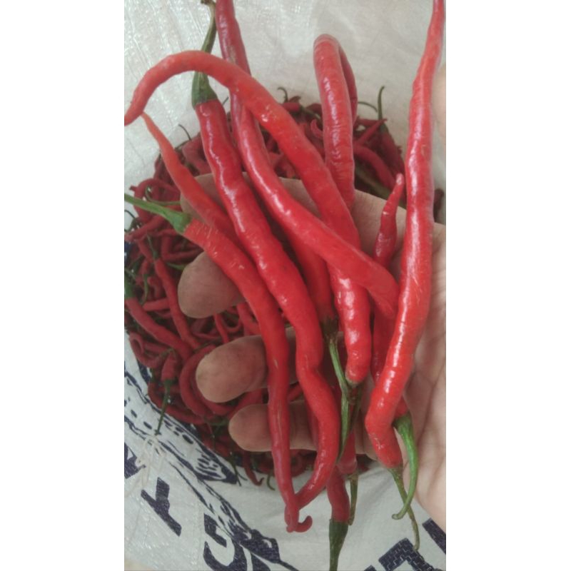

CABE KRITING MERAH SEGAR