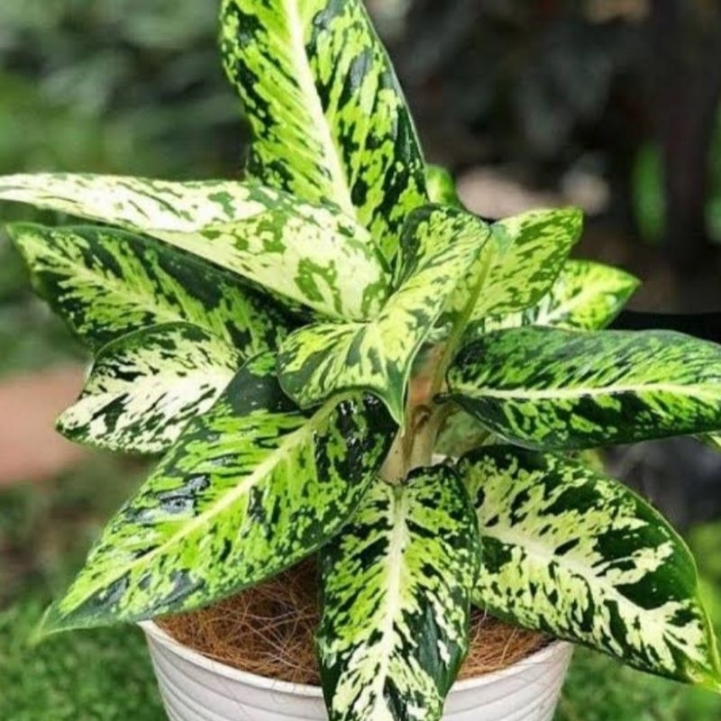 ( BISA COD ) Diven Brazil Murah Mutasi Tanaman Hias Diven Mutasi Murah Diven Bunga Diven Tanaman Hia