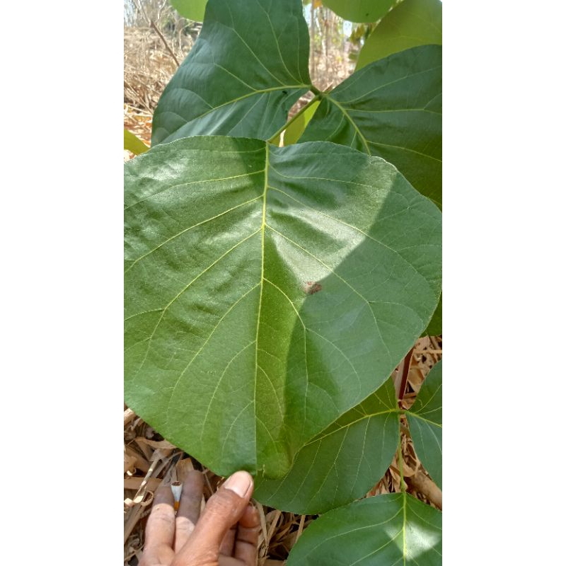 

daun ploso untuk bungkus makanan 50 lembar murah