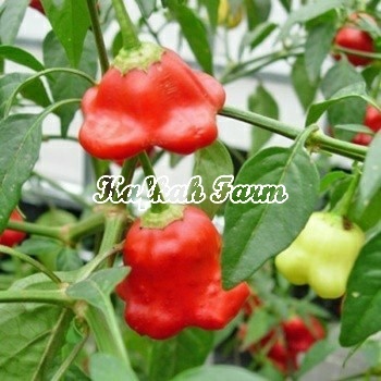 Benih 2 Biji Cabe Hias BISHOP CROWN