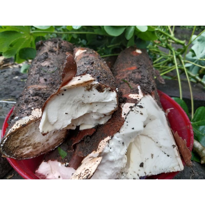 

Singkong/Ubi Kayu Keriting 1 Kg