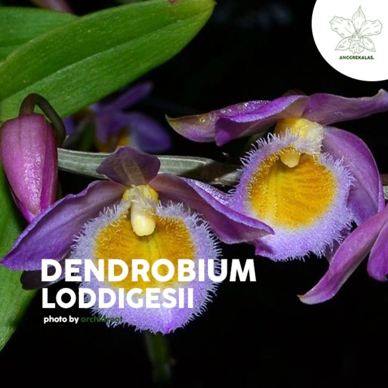 Anggrek Dendrobium Mini Loddigesii