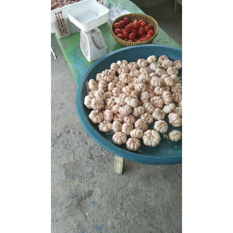 

bawang putih ½ kilo