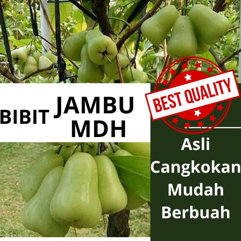 BIBIT JAMBU AIR MADU DELI HIJAU