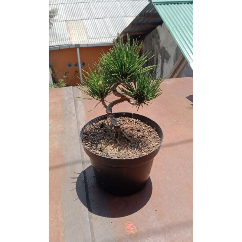 Bonsai Japanese Black Pine/ Pinus Thunbergii