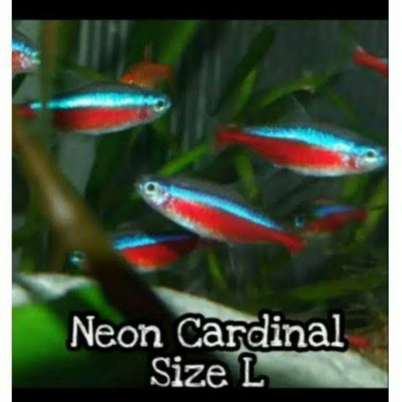 IKAN HIAS AQUASCAPE NEON CARDINAL / NEON TETRA / NEON CARDINAL TETRA / BLACK NEON