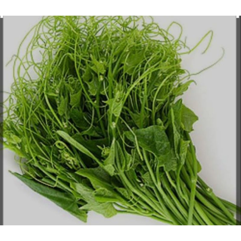 

pucuk labu 1 ikat berat 200-250grm