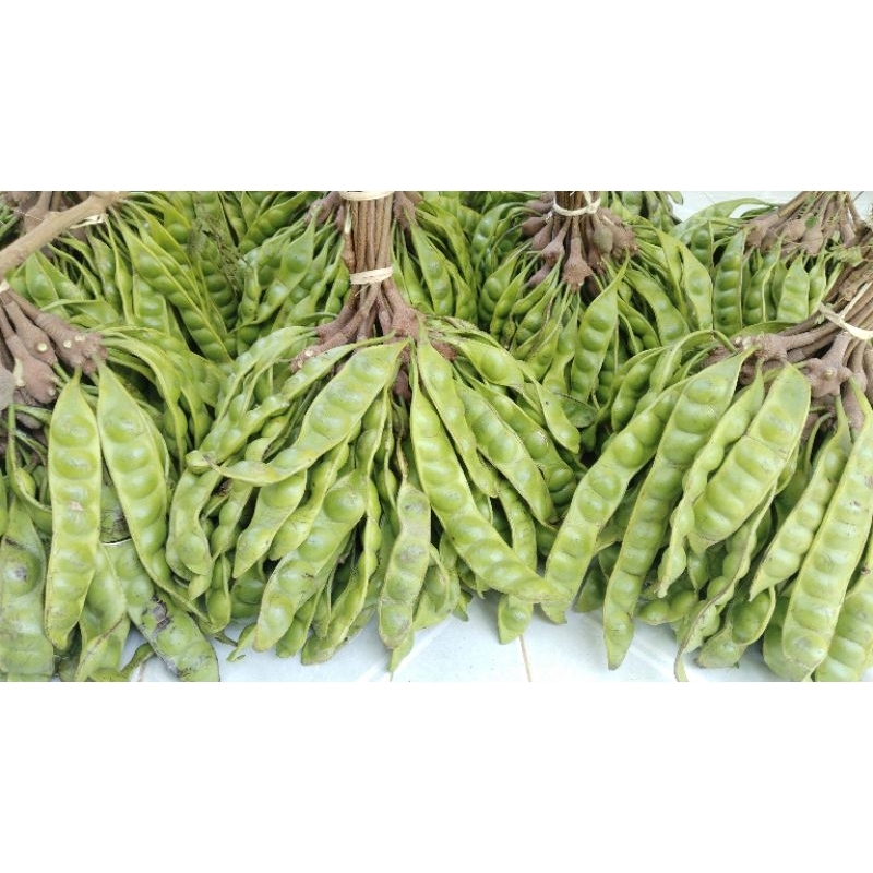 

Pete mini apa adanya isi 10 papan/lonjor
