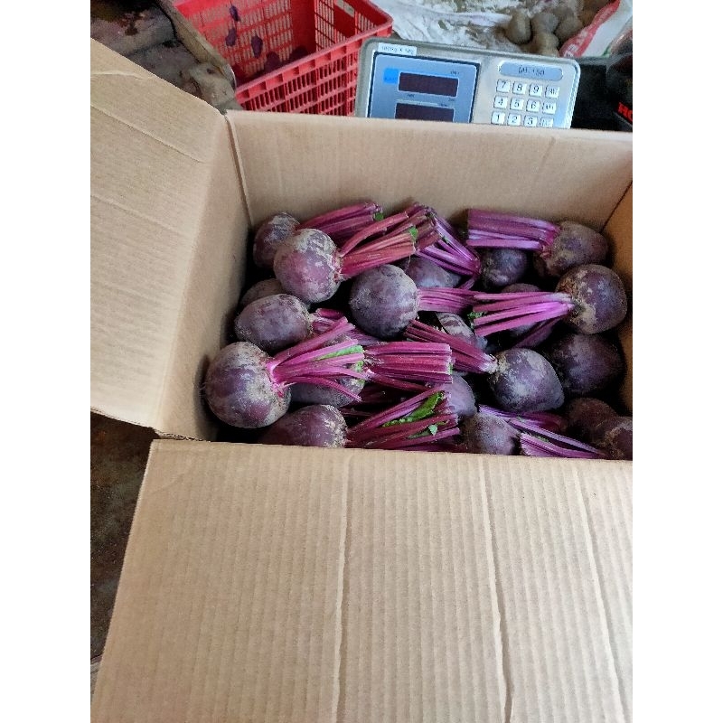 

Buah Bit / Beetroot / Penambah Darah