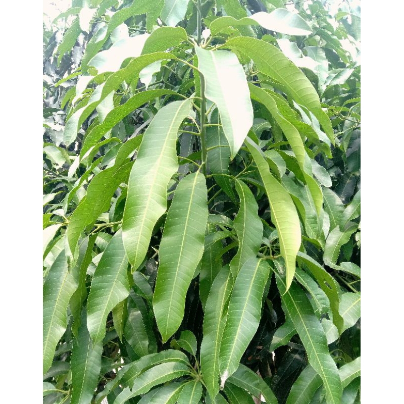 

DAUN MANGGA SEGAR/MURAH