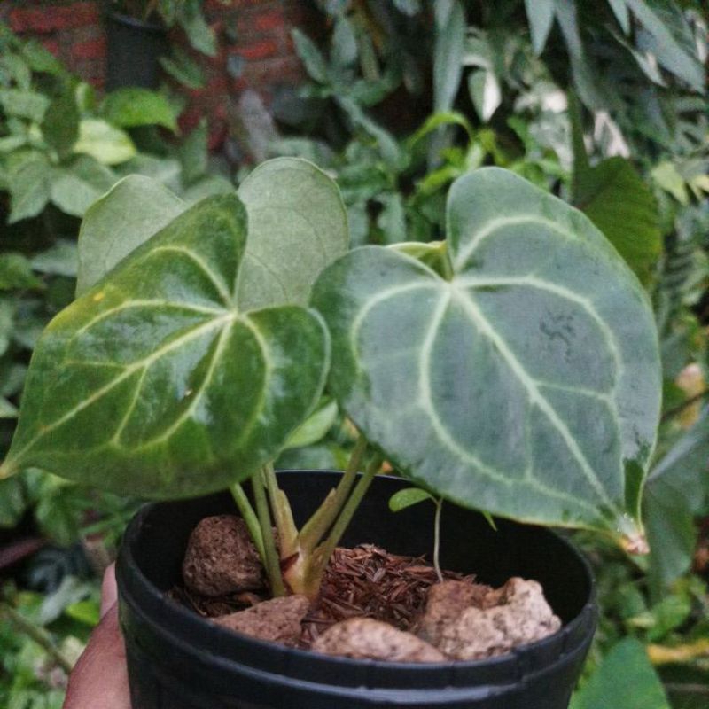 Anthurium Clarinervium Pagoda