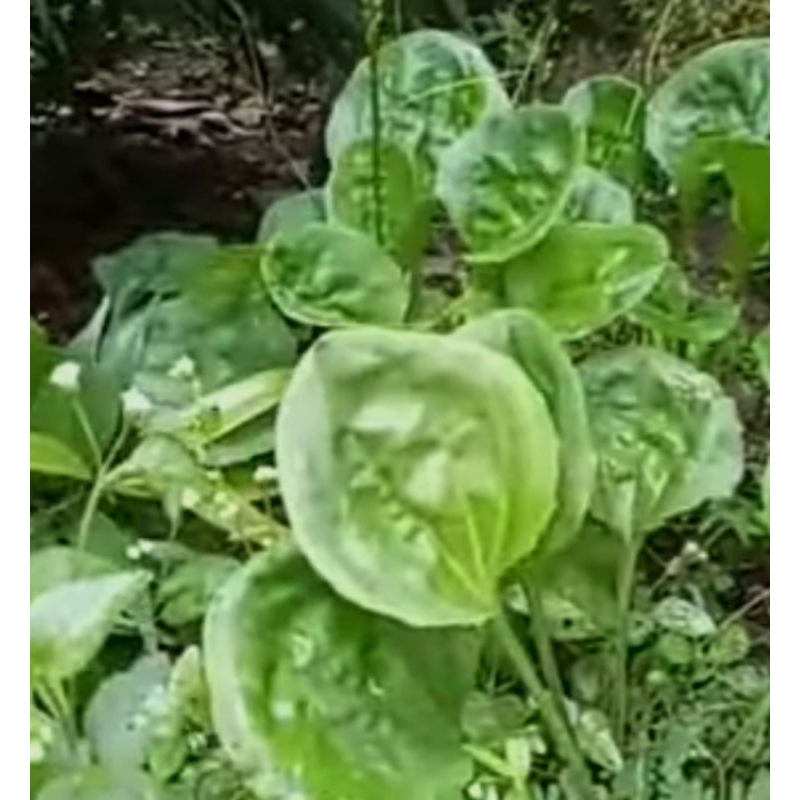 

daun sendok/ Ki urat segar 1kg