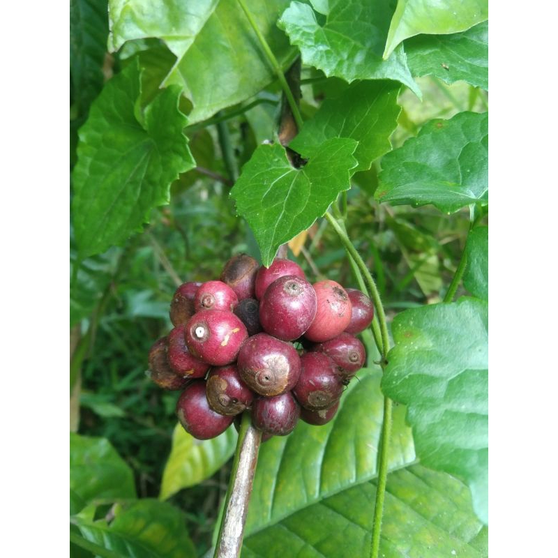 

Buah kopi matang robusta 1 kg