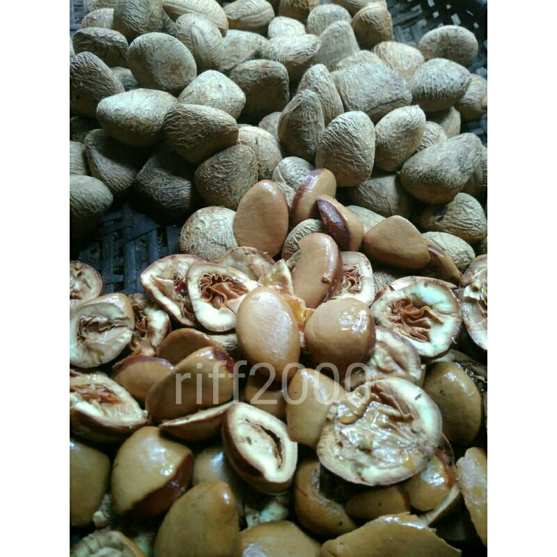 

Buah Picung Buah pucung Buah Keluwak siap konsumsi