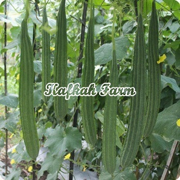 Benih 2 Biji Oyong LADIES F1