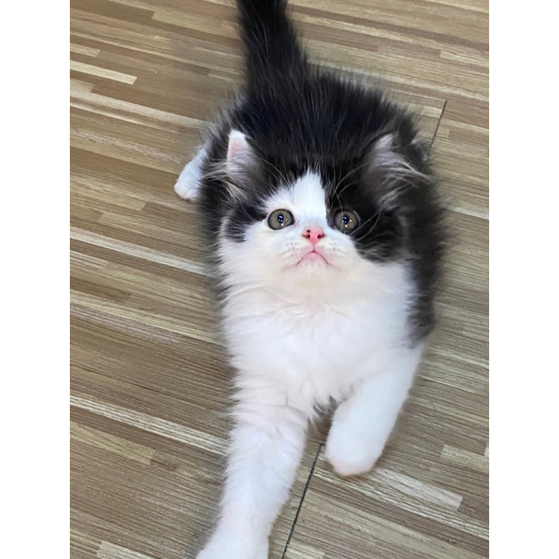 KUCING FLATNOSE JNTAN