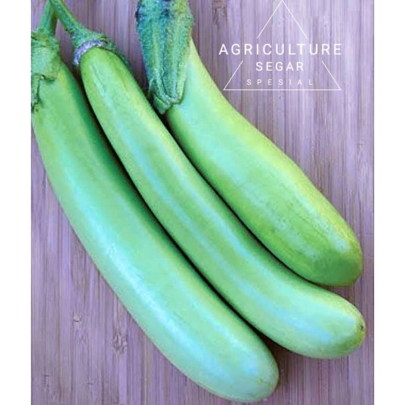

SAYUR TERONG HIJAU PANJANG, BUAH TERONG LALAP LALAPAN MAKANAN ISI 3 PCS AGRICULTURE SEGAR SEHAT TERBARU