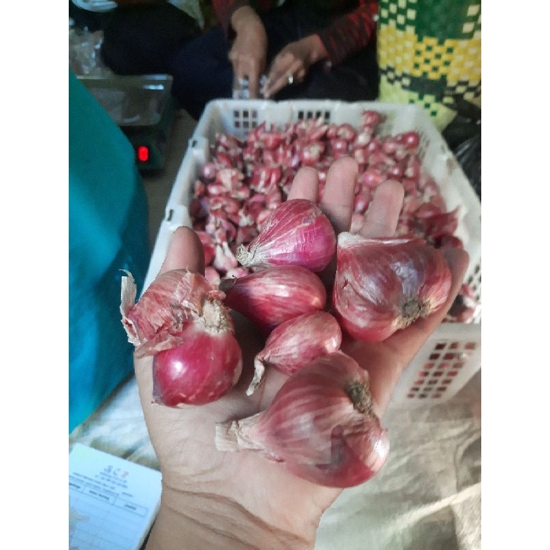 

BAWANG MERAH BREBES SUPERR 100%