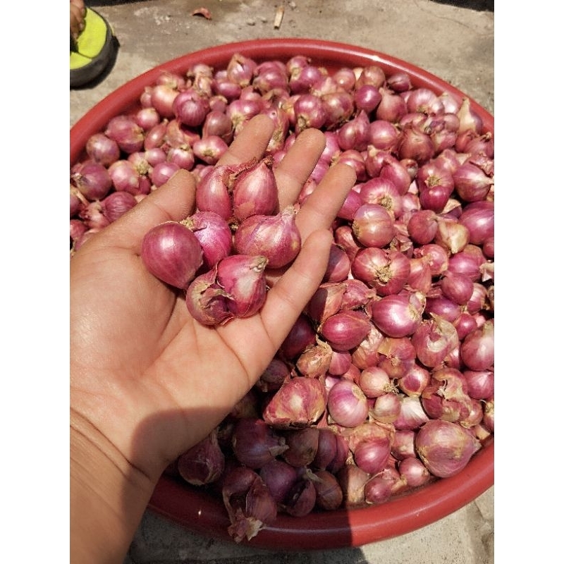 

Bawang merah Probolinggo