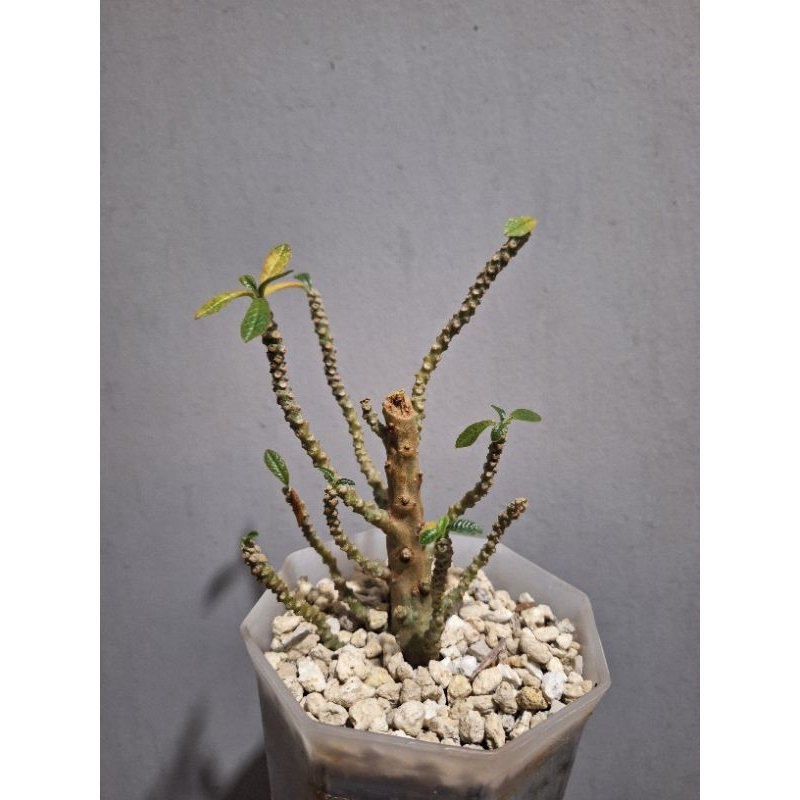 Paket 5 Dorstenia Gigas bu Ririe
