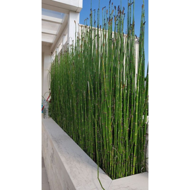Pohon Bambu Air - Tanaman Hias Pot Bambu Air