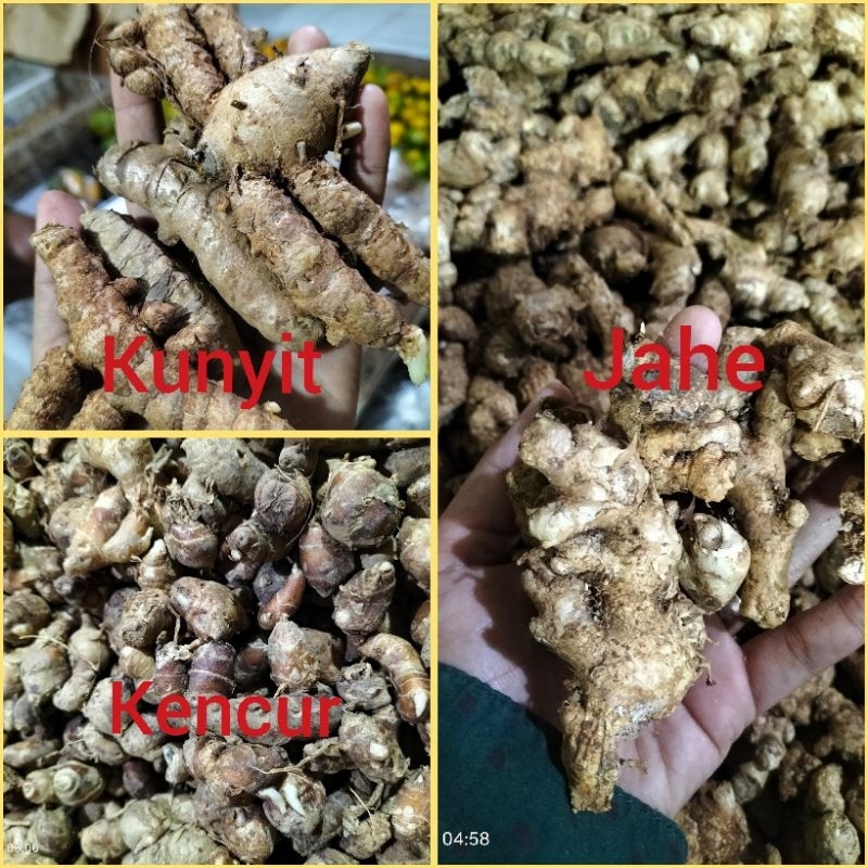 

Jahe / Kunyit / Kencur / Apotek hidup / Bahan Jamu