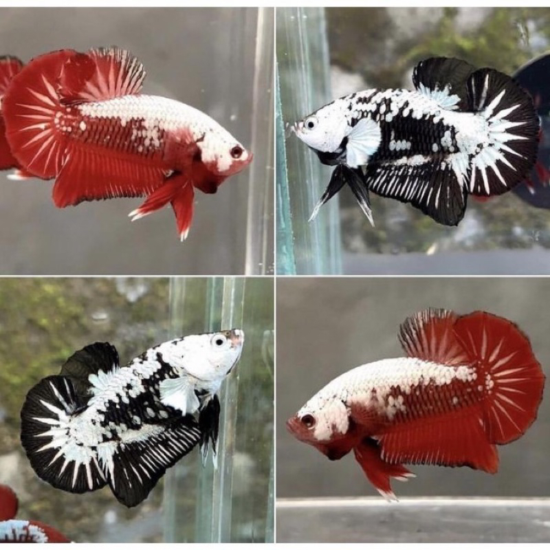 Cupang Samurai isi 2 Merah dan Putih