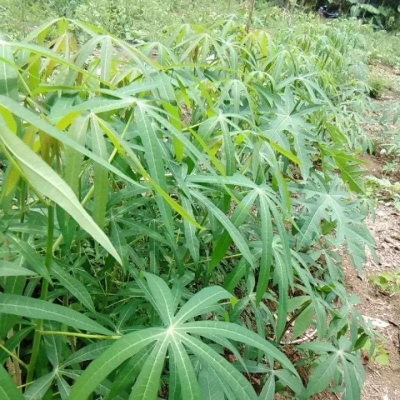 Bibit daun singkong khusus sayur eceran 1000