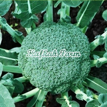 Benih 15 Biji Brokoli MATADOR 777