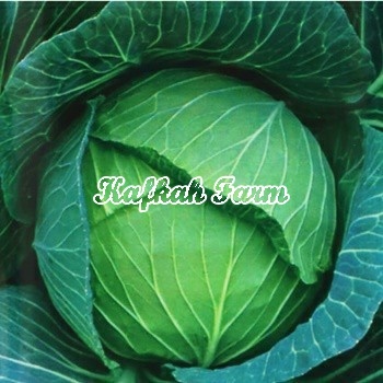Benih 15 Biji Kubis GREEN CORONET