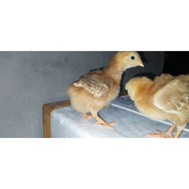 Anakan RIR Ayam Rhod Island Reed doc