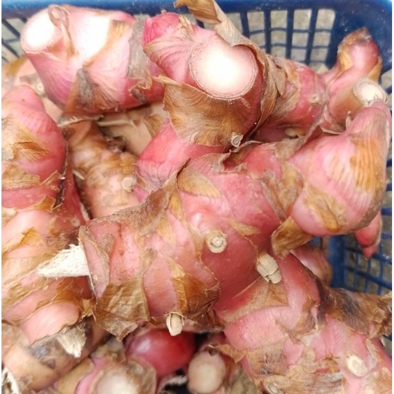 

Laos merah segar 1kg