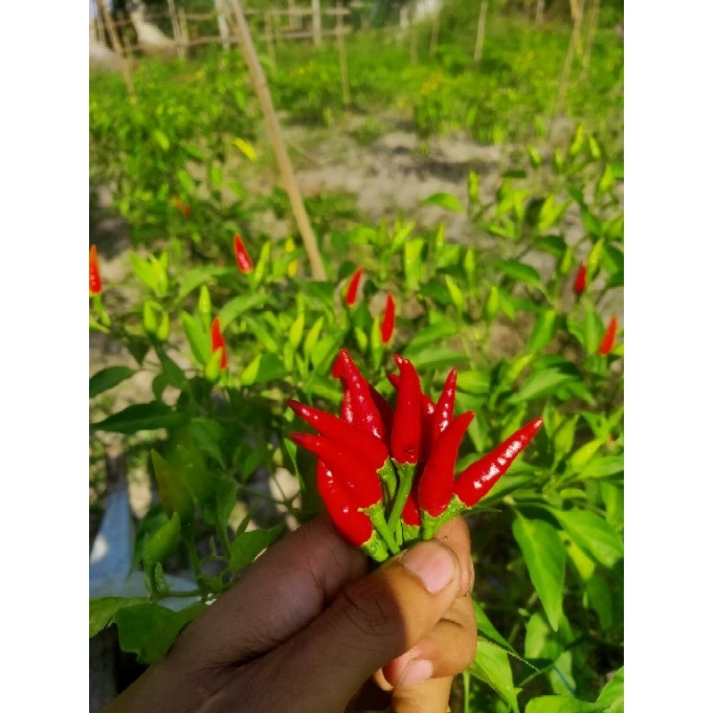 

Cabai Rawit segar petik dipohon